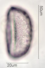 Mojave Yucca Pollen