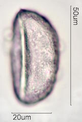 Mojave Yucca Pollen