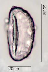 Mojave Yucca Pollen