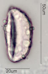 Mojave Yucca Pollen