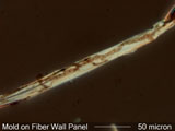 Fungal Hyphae on Paper Fiber