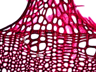 Morus rubra, Cross-Section