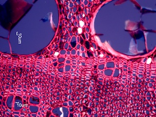 Morus rubra, Cross-Section