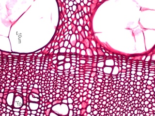 Morus rubra, Cross-Section
