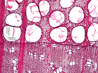 Morus rubra, Cross-Section