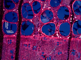 Morus rubra, Cross-Section