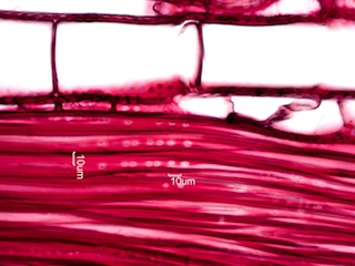 Morus rubra, Radial-Section