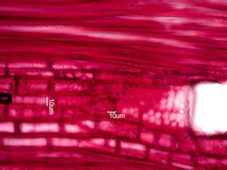 Morus rubra, Radial-Section