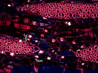 Morus rubra, Tangential-Section