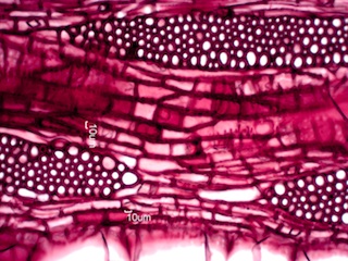 Morus rubra, Tangential-Section