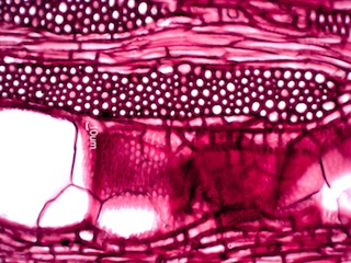 Morus rubra, Tangential-Section