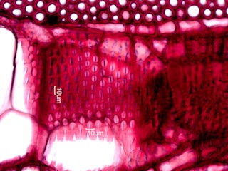 Morus rubra, Tangential-Section