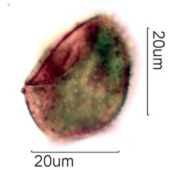 Moss Spore