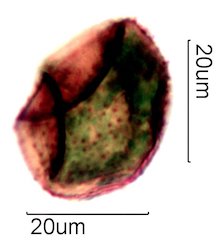 Moss Spore