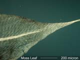 Moss Leaf