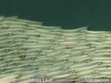 Moss Leaf