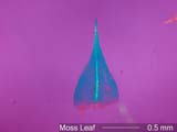 Moss Leaf