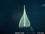 Moss Leaf