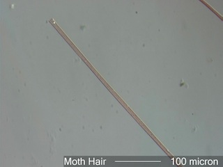 Glass Fiber Look-A-Like
