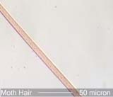 Moth Body Scale
