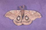 Luna Moth