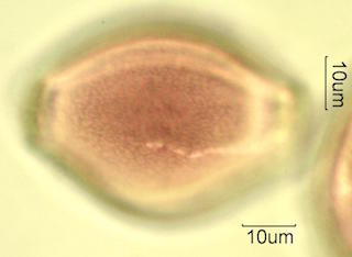 Mojave Mound Cactus (Echinocereus triglochidiatus) Pollen