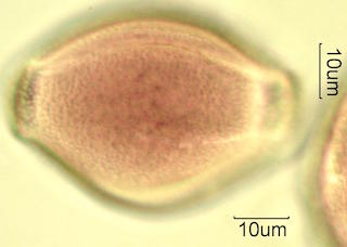 Mojave Mound Cactus (Echinocereus triglochidiatus) Pollen