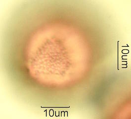 Mojave Mound Cactus (Echinocereus triglochidiatus) Pollen