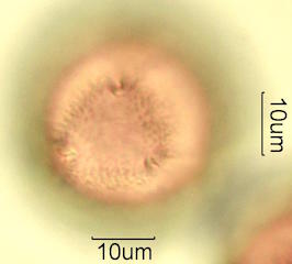 Mojave Mound Cactus (Echinocereus triglochidiatus) Pollen