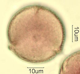 Mojave Mound Cactus (Echinocereus triglochidiatus) Pollen