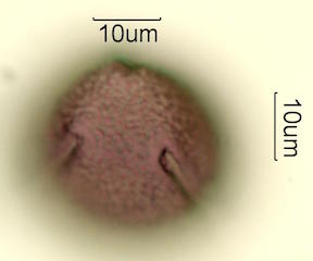 Mojave Mound Cactus (Echinocereus triglochidiatus) Pollen