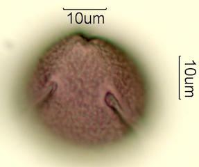 Mojave Mound Cactus (Echinocereus triglochidiatus) Pollen