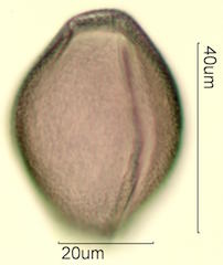 Mojave Mound Cactus (Echinocereus triglochidiatus) Pollen