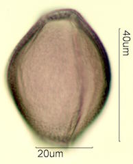 Mojave Mound Cactus (Echinocereus triglochidiatus) Pollen
