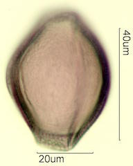 Mojave Mound Cactus (Echinocereus triglochidiatus) Pollen
