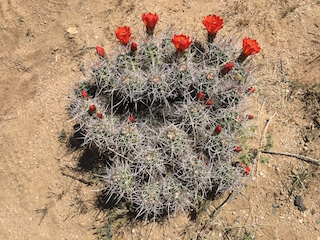 Mojave Mound Cactus (Echinocereus triglochidiatus)