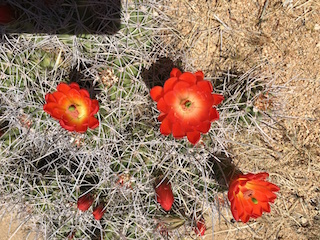 Mojave Mound Cactus (Echinocereus triglochidiatus)