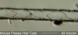 Mouse Hair