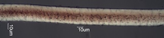 Mouton Lamb Wool