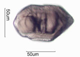 Zircon