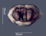 Zircon