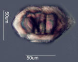 Zircon