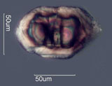 Zircon