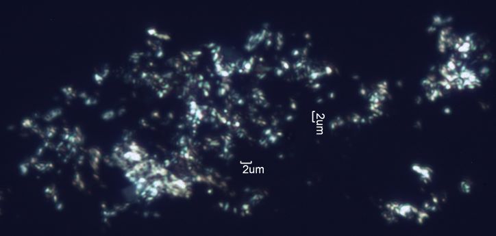 Calcium Oxalate Phytoliths