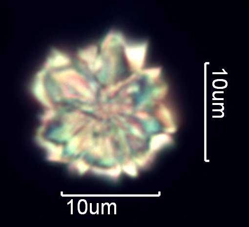 Calcium Oxalate Phytoliths