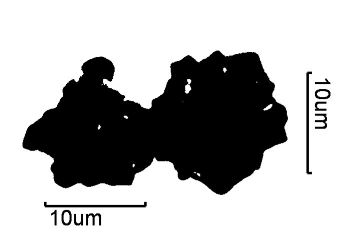 Calcium Oxalate Phytoliths