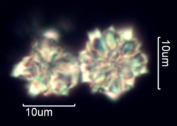 Calcium Oxalate Phytoliths