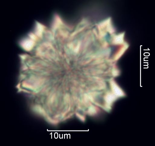 Calcium Oxalate Phytoliths