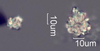 Calcium Oxalate Phytoliths