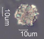 Calcium Oxalate Phytoliths